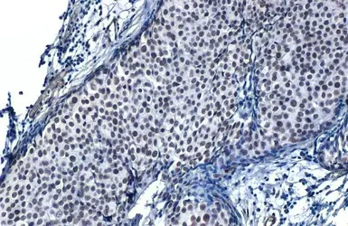 Immunohistochemistry paraffin embedded sections - Anti-SP1 antibody [HL1396] (AB308364)