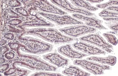 Immunohistochemistry paraffin embedded sections - Anti-SP1 antibody [HL1396] (AB308364)
