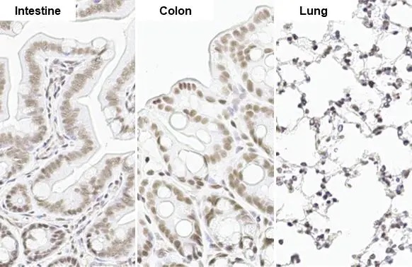 Immunohistochemistry paraffin embedded sections - Anti-SP1 antibody [HL1396] (AB308364), expandable thumbnail