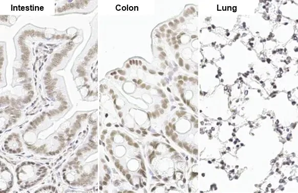 Immunohistochemistry paraffin embedded sections - Anti-SP1 antibody [HL1396] (AB308364)