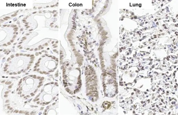 Immunohistochemistry paraffin embedded sections - Anti-SP1 antibody [HL1396] (AB308364), expandable thumbnail