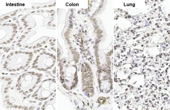 Immunohistochemistry paraffin embedded sections - Anti-SP1 antibody [HL1396] (AB308364)