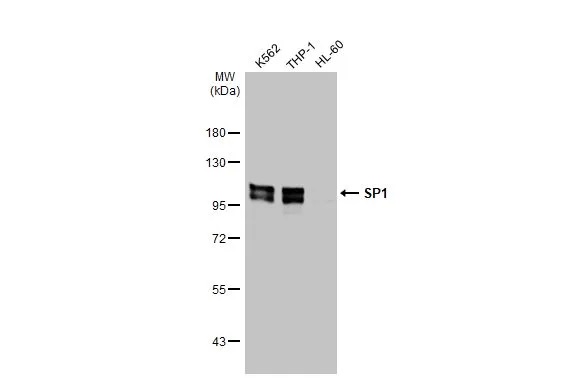 Western blot - Anti-SP1 antibody [HL1396] (ab308364), expandable thumbnail