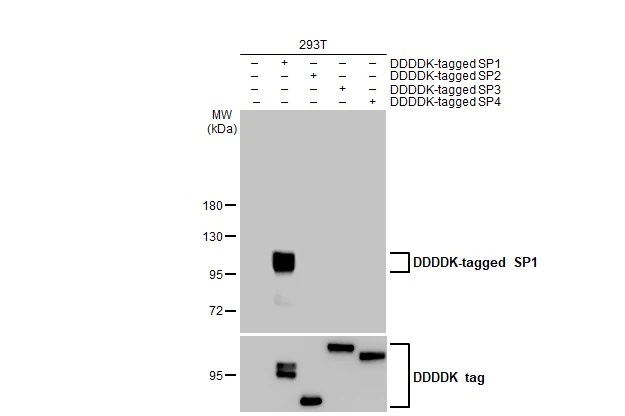 Western blot - Anti-SP1 antibody [HL1396] (AB308364), expandable thumbnail