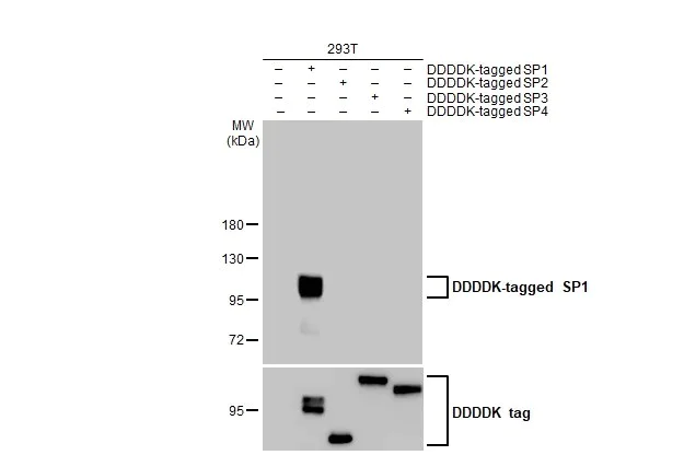 Western blot - Anti-SP1 antibody [HL1396] (AB308364)