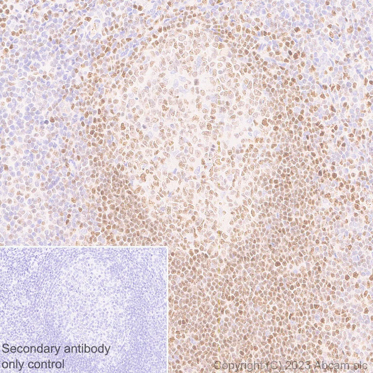 Immunohistochemistry (Formalin/PFA-fixed paraffin-embedded sections) - Anti-SP140 antibody [EPR25120-83] - BSA and Azide free (AB314212)