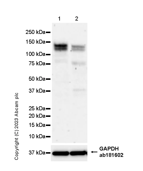 Western blot - Anti-SP140 antibody [EPR25120-83] - BSA and Azide free (AB314212)