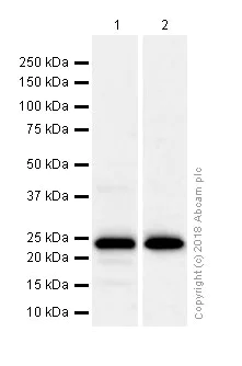 Western blot - Anti-SP17 antibody [EP6496] (AB172626)
