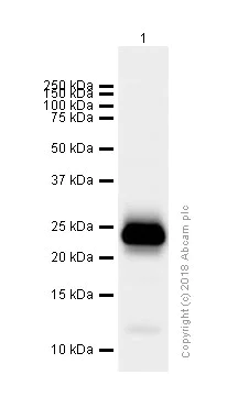 Western blot - Anti-SP17 antibody [EP6496] (AB172626)