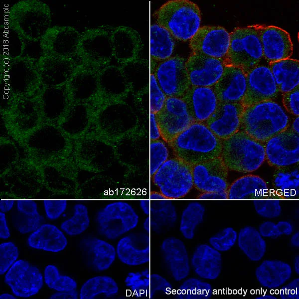 Immunocytochemistry/ Immunofluorescence - Anti-SP17 antibody [EP6496] - BSA and Azide free (AB245780)