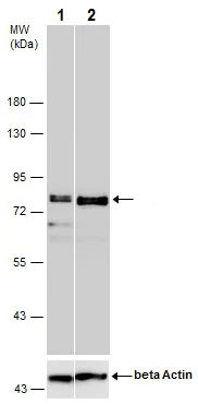 Western blot - Anti-SP2 transcription factor antibody (AB229468)