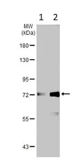 Western blot - Anti-SP2 transcription factor antibody (AB229468)