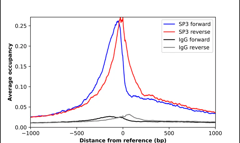 ChIP - Anti-SP3 Antibody (AB327223)