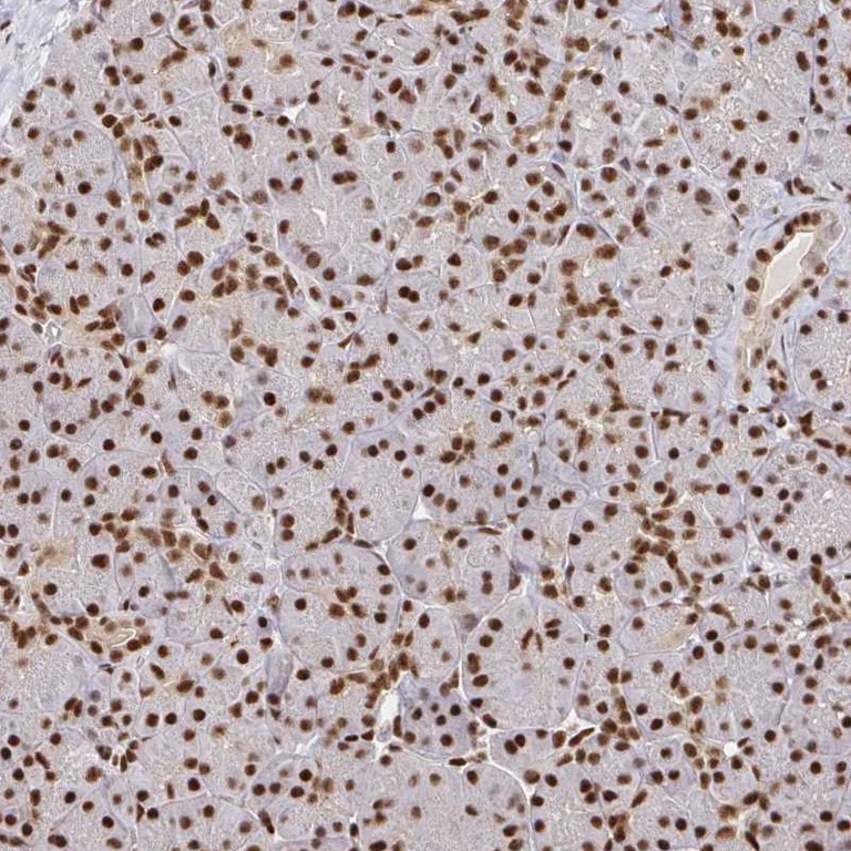 Immunohistochemistry (Formalin/PFA-fixed paraffin-embedded sections) - Anti-SP3 Antibody (AB327223)