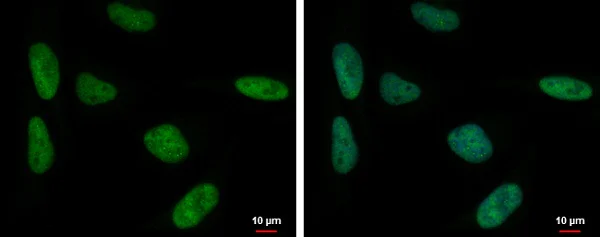 Immunocytochemistry/ Immunofluorescence - Anti-SP3 antibody - N-terminal (AB227856)