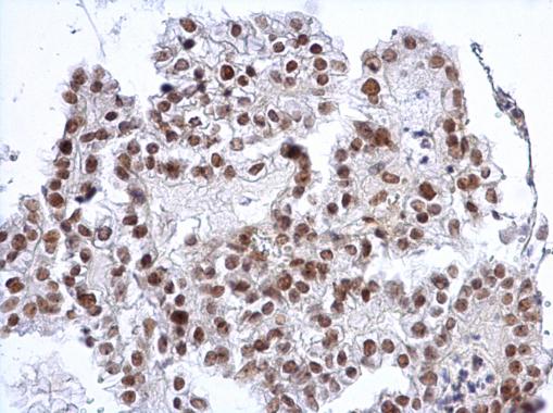 Immunohistochemistry (Formalin/PFA-fixed paraffin-embedded sections) - Anti-SP3 antibody - N-terminal (AB227856)