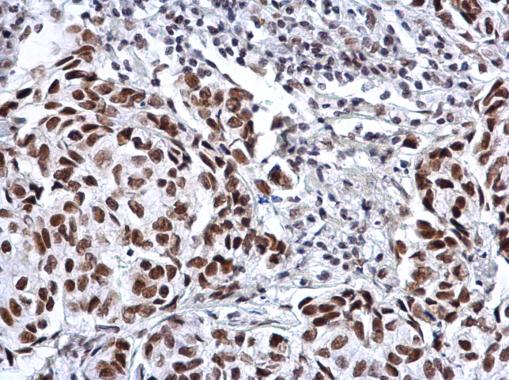 Immunohistochemistry (Formalin/PFA-fixed paraffin-embedded sections) - Anti-SP3 antibody - N-terminal (AB227856)