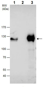 Immunoprecipitation - Anti-SP3 antibody - N-terminal (AB227856)