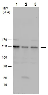 Western blot - Anti-SP3 antibody - N-terminal (AB227856)