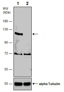 Western blot - Anti-SP3 antibody - N-terminal (AB227856)