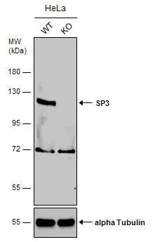 Western blot - Anti-SP3 antibody - N-terminal (AB227856)