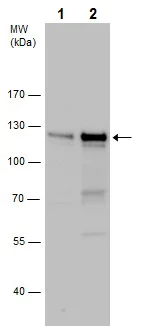 Western blot - Anti-SP3 antibody - N-terminal (AB227856)