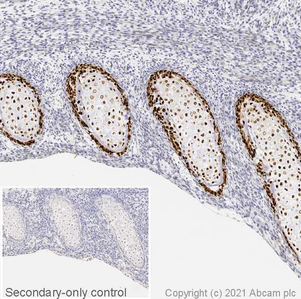 Immunohistochemistry (Formalin/PFA-fixed paraffin-embedded sections) - Anti-Sp7 / Osterix antibody (AB22552)