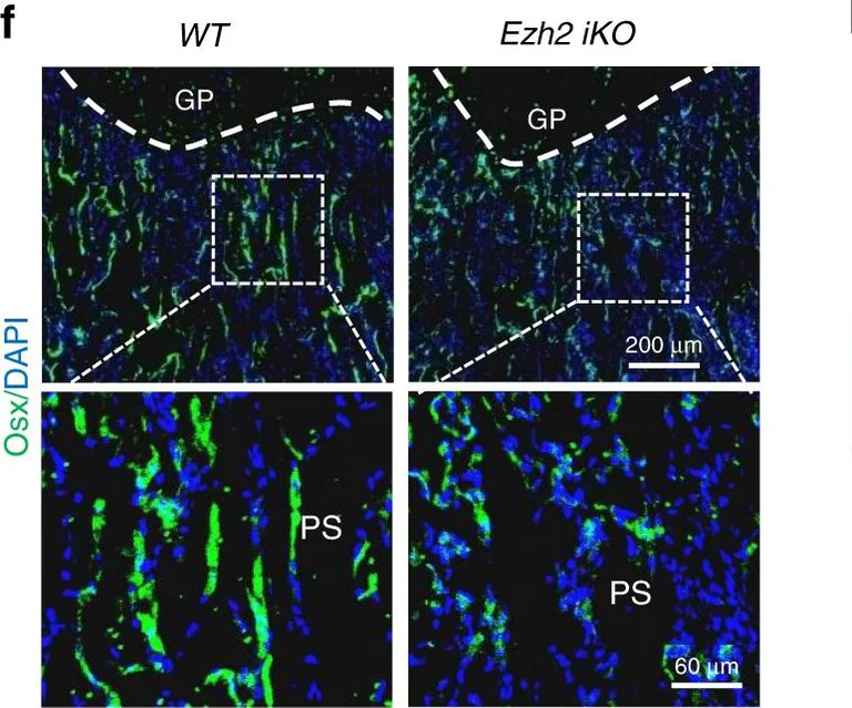 Immunohistochemistry - Anti-Sp7 / Osterix antibody (AB22552)