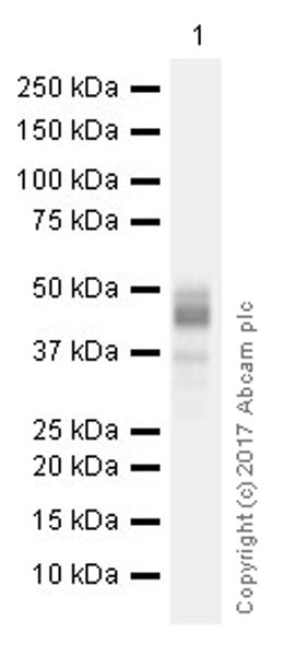 Western blot - Anti-Sp7 / Osterix antibody [EPR21034] (AB209484), expandable thumbnail