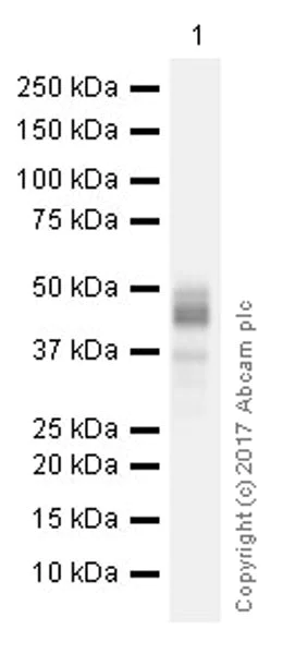 Western blot - Anti-Sp7 / Osterix antibody [EPR21034] (AB209484)