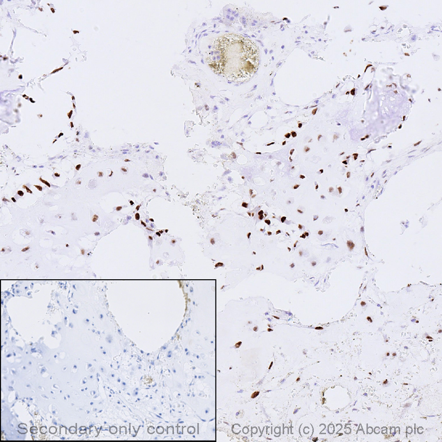 Anti-Sp7 / Osterix antibody [EPR21034] - BSA and Azide free