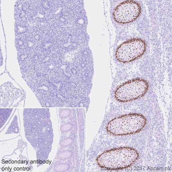 Immunohistochemistry (Formalin/PFA-fixed paraffin-embedded sections) - Anti-Sp7 / Osterix antibody [EPR21034] - BSA and Azide free (AB227820), expandable thumbnail