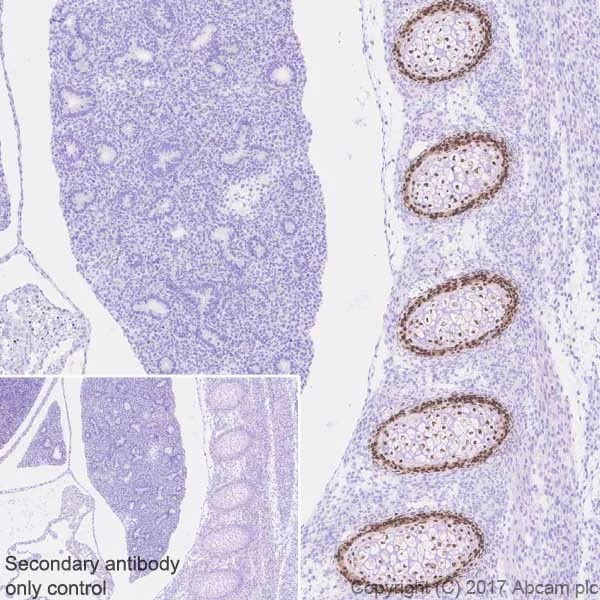 Immunohistochemistry (Formalin/PFA-fixed paraffin-embedded sections) - Anti-Sp7 / Osterix antibody [EPR21034] - BSA and Azide free (AB227820)