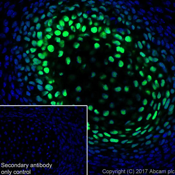 Immunohistochemistry (Frozen sections) - Anti-Sp7 / Osterix antibody [EPR21034] - BSA and Azide free (AB227820)