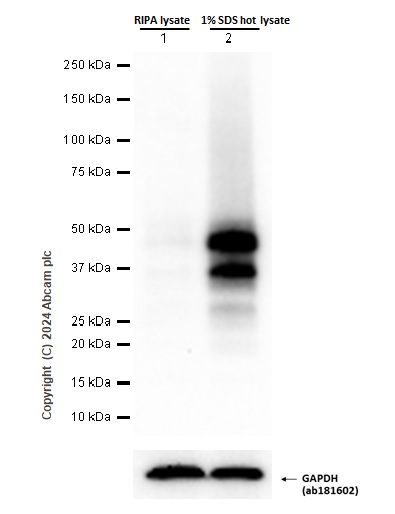 Western blot - Anti-Sp7 / Osterix antibody [EPR21034] - BSA and Azide free (ab227820), expandable thumbnail