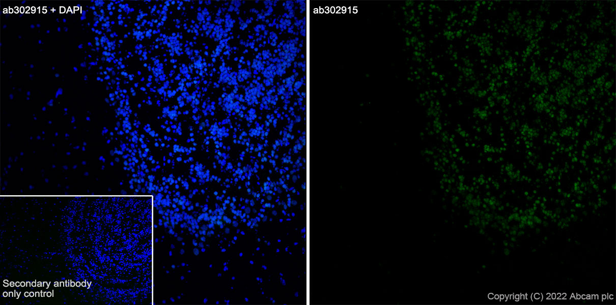 Immunohistochemistry (Frozen sections) - Anti-Sp8 antibody [EPR26224-86] - BSA and Azide free (AB302916), expandable thumbnail