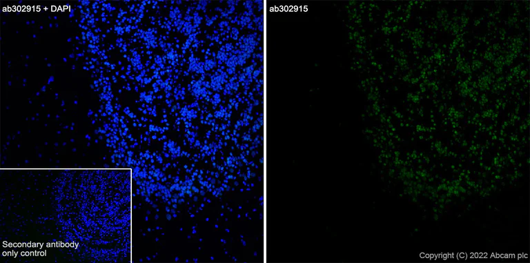 Immunohistochemistry (Frozen sections) - Anti-Sp8 antibody [EPR26224-86] - BSA and Azide free (AB302916)