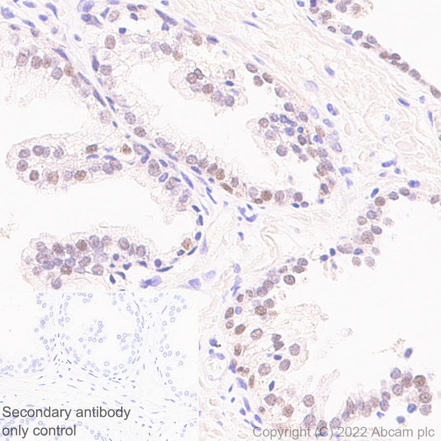 Immunohistochemistry - Anti-Sp8 antibody [EPR26224-86] - BSA and Azide free (AB302916), expandable thumbnail