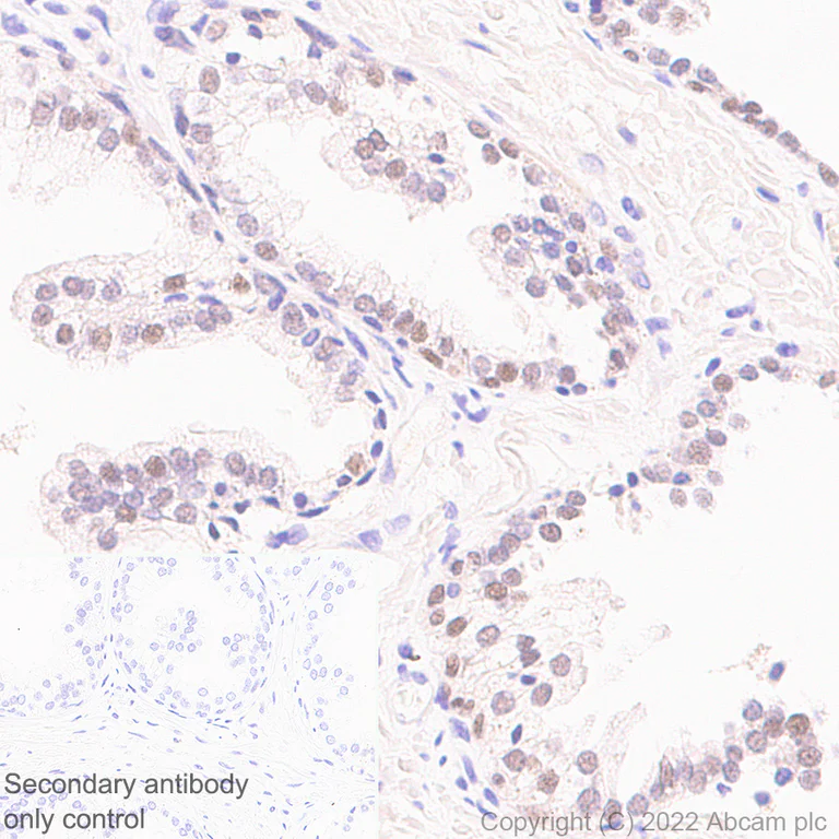 Immunohistochemistry - Anti-Sp8 antibody [EPR26224-86] - BSA and Azide free (AB302916)