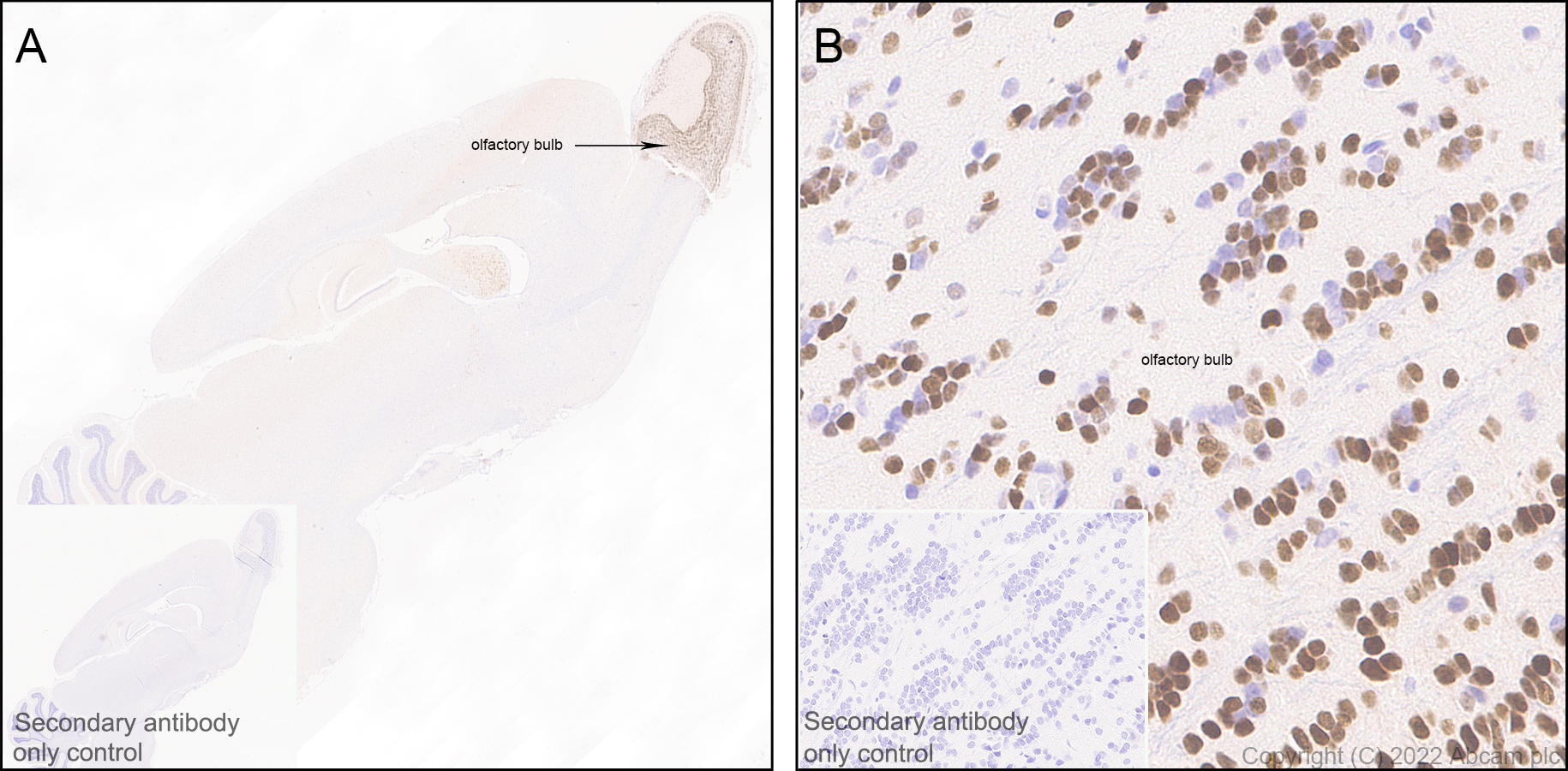 Immunohistochemistry - Anti-Sp8 antibody [EPR26224-86] - BSA and Azide free (AB302916), expandable thumbnail