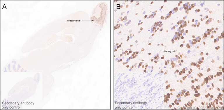Immunohistochemistry - Anti-Sp8 antibody [EPR26224-86] - BSA and Azide free (AB302916)