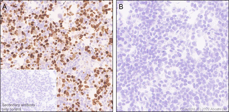 Immunohistochemistry - Anti-Sp8 antibody [EPR26224-86] - BSA and Azide free (AB302916)