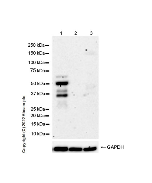 Western blot - Anti-Sp8 antibody [EPR26224-86] - BSA and Azide free (AB302916), expandable thumbnail