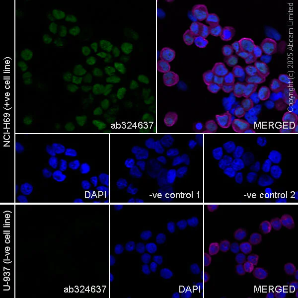 Immunocytochemistry/ Immunofluorescence - Anti-Sp8 antibody [EPR29574-561] (AB324637)
