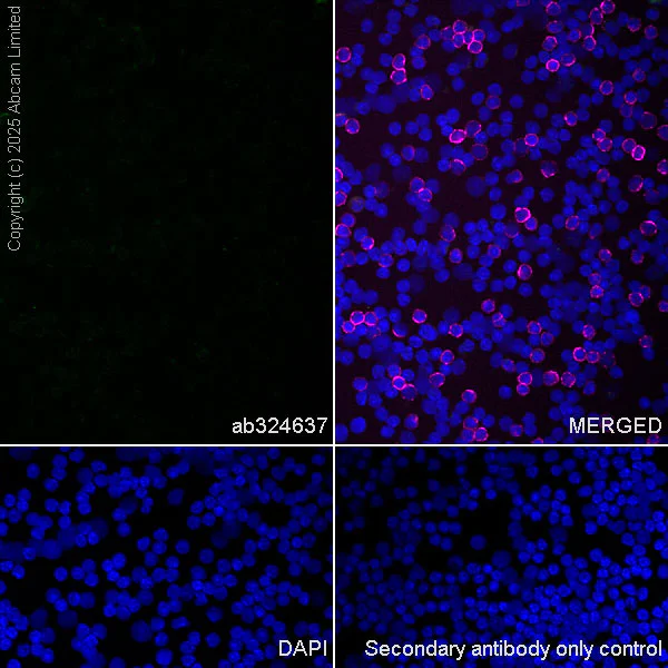Immunocytochemistry/ Immunofluorescence - Anti-Sp8 antibody [EPR29574-561] (AB324637)