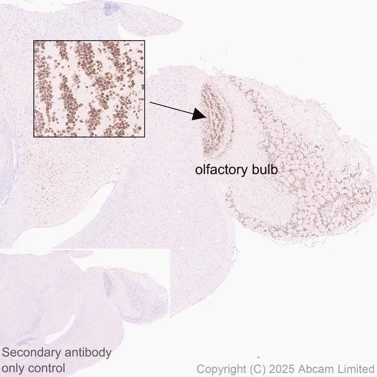 Immunohistochemistry (Formalin/PFA-fixed paraffin-embedded sections) - Anti-Sp8 antibody [EPR29574-561] (AB324637)