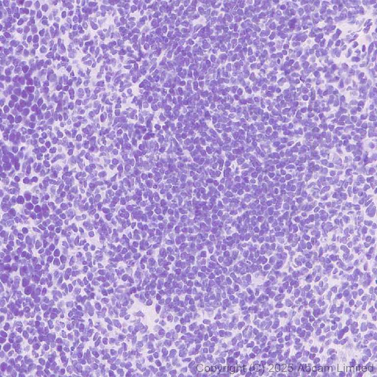 Immunohistochemistry (Formalin/PFA-fixed paraffin-embedded sections) - Anti-Sp8 antibody [EPR29574-561] (AB324637)
