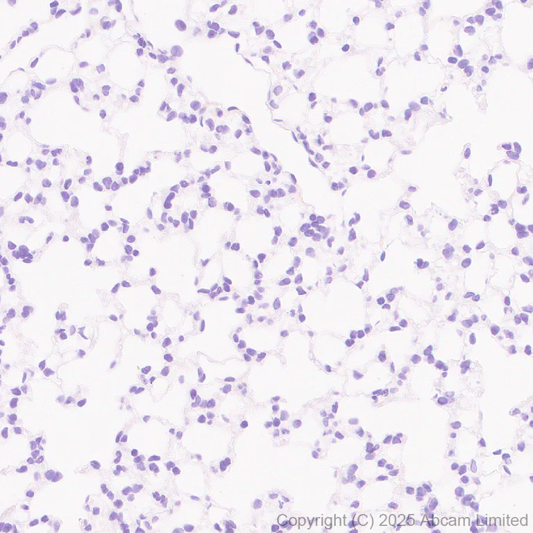 Immunohistochemistry (Formalin/PFA-fixed paraffin-embedded sections) - Anti-Sp8 antibody [EPR29574-561] (AB324637)