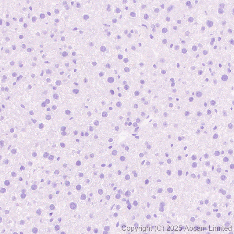 Immunohistochemistry (Formalin/PFA-fixed paraffin-embedded sections) - Anti-Sp8 antibody [EPR29574-561] (AB324637)