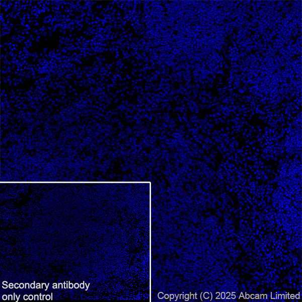 Immunohistochemistry (Frozen sections) - Anti-Sp8 antibody [EPR29574-561] (AB324637)